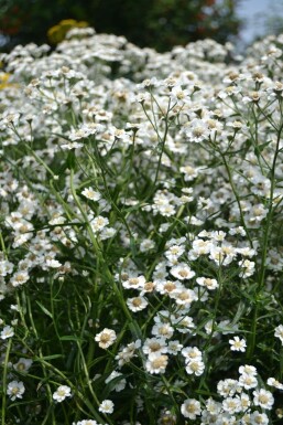 Achillée sternutatoire Achillea ptarmica 'The Pearl' 5-10 Pot 9x9 cm (P9)