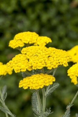 Achillée tomenteuse Achillea tomentosa 5-10 Pot 9x9 cm (P9) Achillea tomentosa