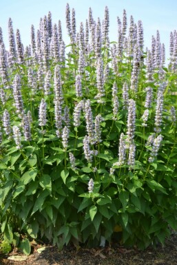 Agastache Agastache 'Blue Fortune' 10-15 Pot 2 l (C2) Agastache 'Blue Fortune'