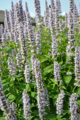 Agastache Agastache 'Blue Fortune' 10-15 Pot 2 l (C2) Agastache 'Blue Fortune'