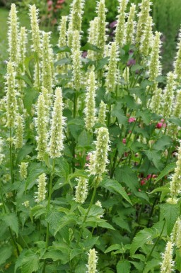 Agastache rugueuse Agastache rugosa 'Alabaster' 5-10 Pot 9x9 cm (P9) Agastache rugosa 'Alabaster'
