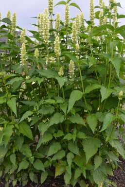 Agastache rugueuse Agastache rugosa 'Alabaster' 5-10 Pot 9x9 cm (P9) Agastache rugosa 'Alabaster'