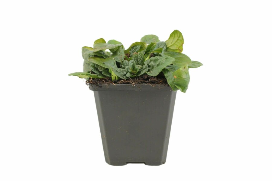 Bugle rampante Ajuga reptans 'Alba' 5-10 Pot 9x9 cm (P9) Ajuga reptans 'Alba'