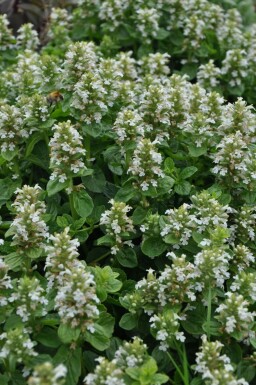 Bugle rampante Ajuga reptans 'Alba' 5-10 Pot 9x9 cm (P9)