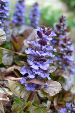 Bugle rampante Ajuga reptans 'Atropurpurea' 5-10 Pot 9x9 cm (P9) Ajuga reptans 'Atropurpurea'