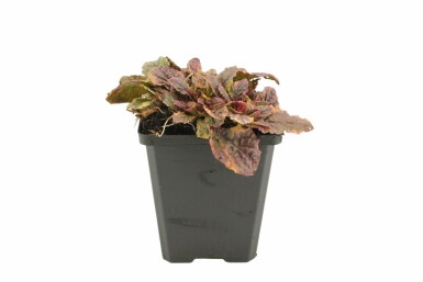 Bugle rampante Ajuga reptans 'Burgundy Glow' 5-10 Pot 9x9 cm (P9) Ajuga reptans 'Burgundy Glow'