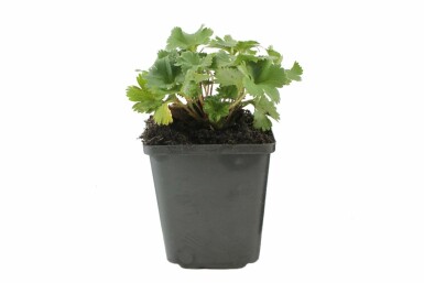 Alchémille Alchemilla erythropoda 5-10 Pot 9x9 cm (P9)