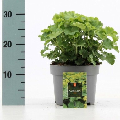 Alchémille molle Alchemilla mollis 10-15 Pot 2 l (C2) Alchemilla mollis