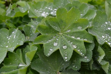 Alchémille molle Alchemilla mollis 5-10 Pot 9x9 cm (P9) Alchemilla mollis