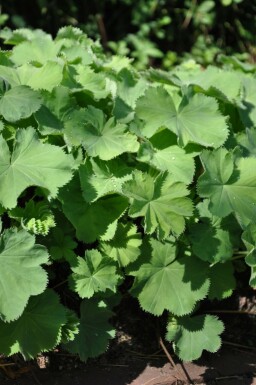 Alchémille molle Alchemilla mollis 5-10 Pot 9x9 cm (P9) Alchemilla mollis