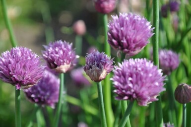 Civette Allium schoenoprasum 5-10 Pot 9x9 cm (P9) Allium schoenoprasum