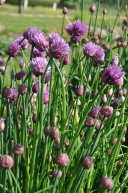 Civette Allium schoenoprasum 5-10 Pot 9x9 cm (P9) Allium schoenoprasum