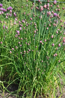 Civette Allium schoenoprasum 5-10 Pot 9x9 cm (P9) Allium schoenoprasum