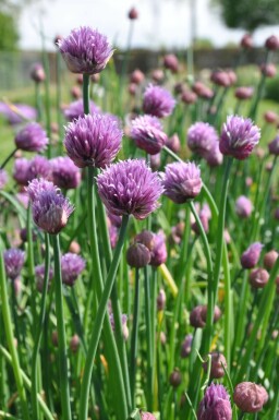 Civette Allium schoenoprasum 5-10 Pot 9x9 cm (P9)