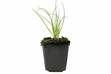 Civette Allium schoenoprasum 5-10 Pot 9x9 cm (P9)