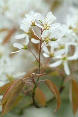 Amélanchier de Lamarck Amelanchier × lamarckii Arbuste 40-50 Pot 3 l (C3)