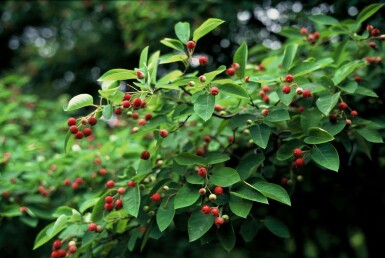 Amélanchier de Lamarck Amelanchier × lamarckii Arbuste 40-50 Pot 3 l (C3)