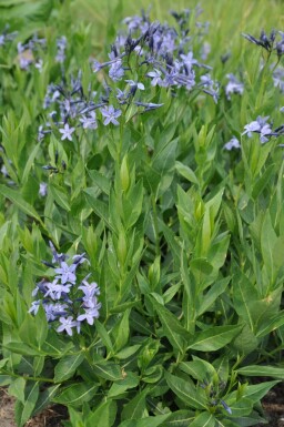 Amsonia Amsonia 'Blue Ice' 5-10 Pot 9x9 cm (P9) Amsonia 'Blue Ice'