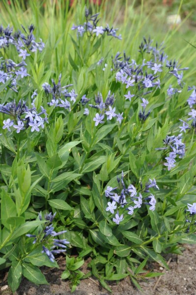 Amsonia Amsonia 'Blue Ice' 5-10 Pot 9x9 cm (P9) Amsonia 'Blue Ice'