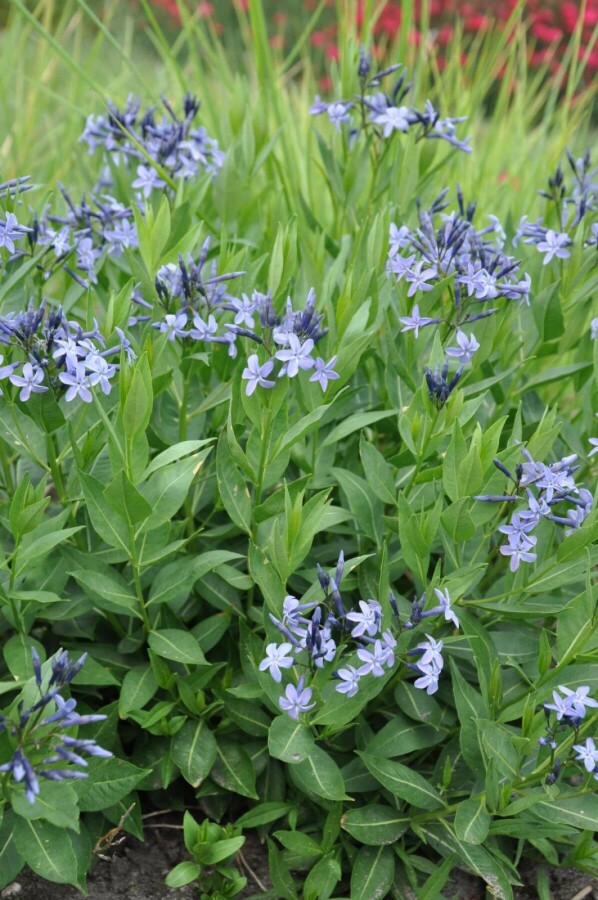 Amsonia Amsonia 'Blue Ice' 5-10 Pot 9x9 cm (P9) Amsonia 'Blue Ice'