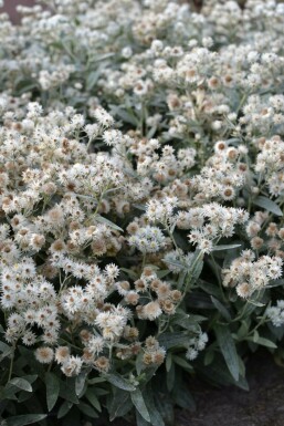 Immortelle de l'Himalaya Anaphalis triplinervis 5-10 Pot 9x9 cm (P9) Anaphalis triplinervis