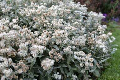 Immortelle de l'Himalaya Anaphalis triplinervis 5-10 Pot 9x9 cm (P9) Anaphalis triplinervis