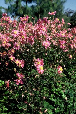 Anémone d'automne Anemone hupehensis 'Prinz Heinrich' 5-10 Pot 9x9 cm (P9) Anemone hupehensis 'Prinz Heinrich'