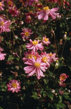 Anémone d'automne Anemone hupehensis 'Prinz Heinrich' 5-10 Pot 9x9 cm (P9) Anemone hupehensis 'Prinz Heinrich'