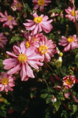 Anémone d'automne Anemone hupehensis 'Prinz Heinrich' 5-10 Pot 9x9 cm (P9) Anemone hupehensis 'Prinz Heinrich'
