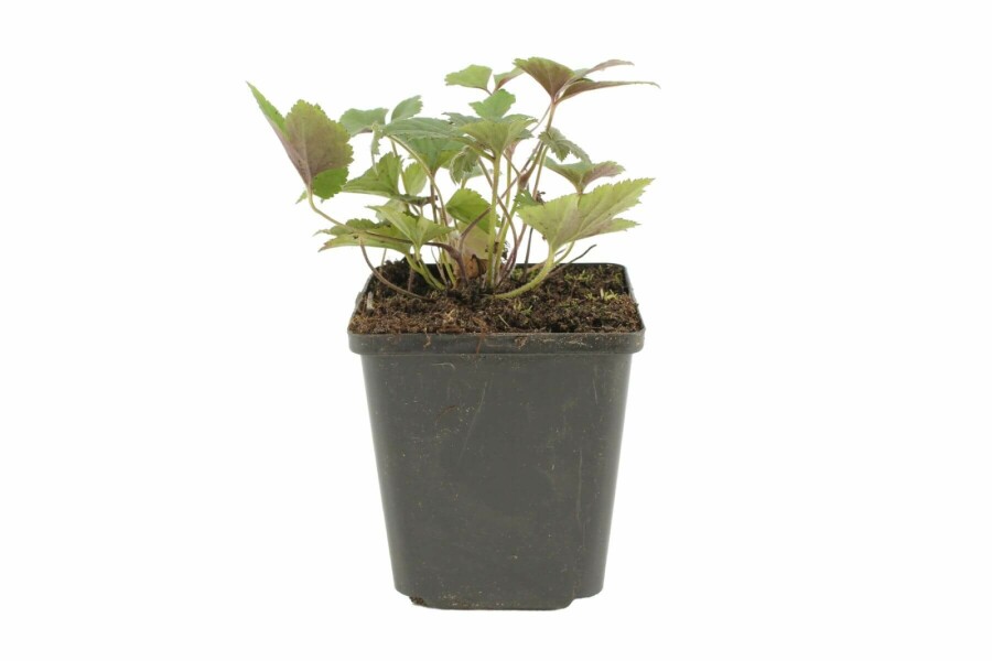 Anémone d'automne Anemone hupehensis 'Splendens' 5-10 Pot 9x9 cm (P9) Anemone hupehensis 'Splendens'