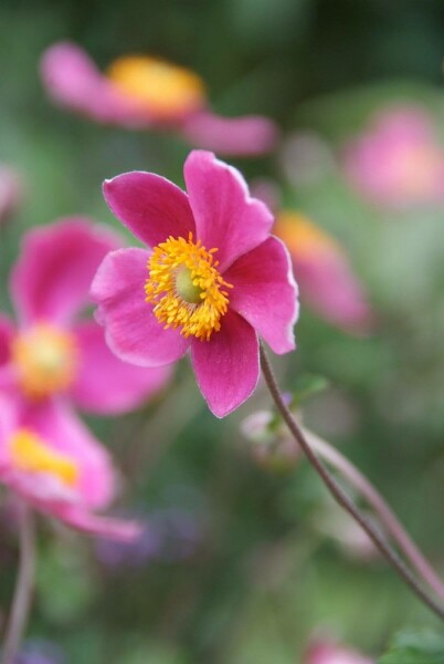 Anémone d'automne Anemone hupehensis 'Splendens' 5-10 Pot 9x9 cm (P9) Anemone hupehensis 'Splendens'