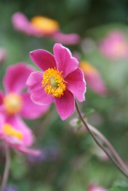 Anémone d'automne Anemone hupehensis 'Splendens' 5-10 Pot 9x9 cm (P9) Anemone hupehensis 'Splendens'