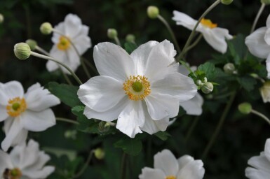 Anémone Anemone hybrida 'Honorine Jobert' 10-15 Pot 2 l (C2) Anemone hybrida 'Honorine Jobert'