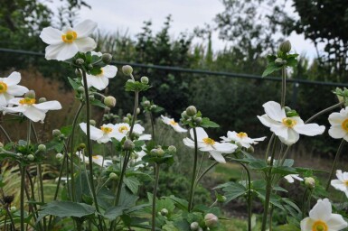 Anémone Anemone hybrida 'Honorine Jobert' 5-10 Pot 9x9 cm (P9) Anemone hybrida 'Honorine Jobert'