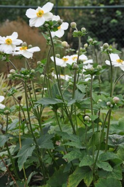 Anémone Anemone hybrida 'Honorine Jobert' 5-10 Pot 9x9 cm (P9) Anemone hybrida 'Honorine Jobert'