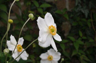 Anémone Anemone hybrida 'Honorine Jobert' 5-10 Pot 9x9 cm (P9) Anemone hybrida 'Honorine Jobert'
