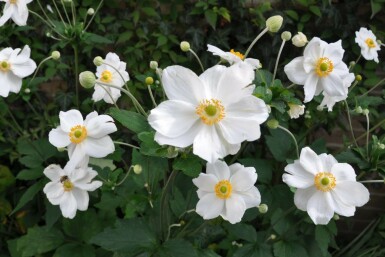 Anémone Anemone hybrida 'Honorine Jobert' 5-10 Pot 9x9 cm (P9) Anemone hybrida 'Honorine Jobert'