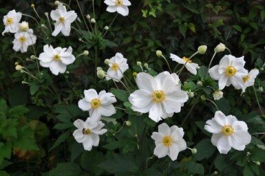 Anémone Anemone hybrida 'Honorine Jobert' 5-10 Pot 9x9 cm (P9) Anemone hybrida 'Honorine Jobert'