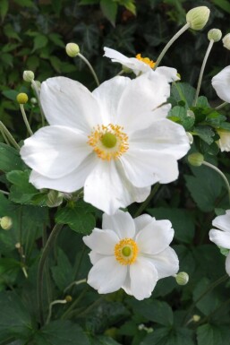 Anémone Anemone hybrida 'Honorine Jobert' 5-10 Pot 9x9 cm (P9)