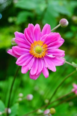 Anemone hybrida 'Pamina'