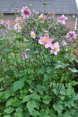 Anémone Anemone hybrida 'Serenade' 5-10 Pot 9x9 cm (P9) Anemone hybrida 'Serenade'