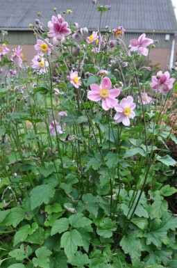 Anémone Anemone hybrida 'Serenade' 5-10 Pot 9x9 cm (P9)