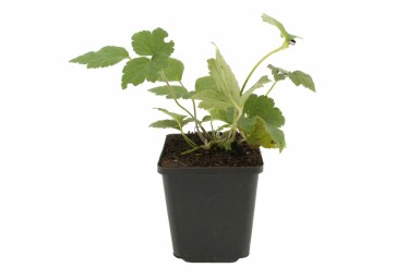 Anémone Anemone hybrida 'Serenade' 5-10 Pot 9x9 cm (P9) Anemone hybrida 'Serenade'