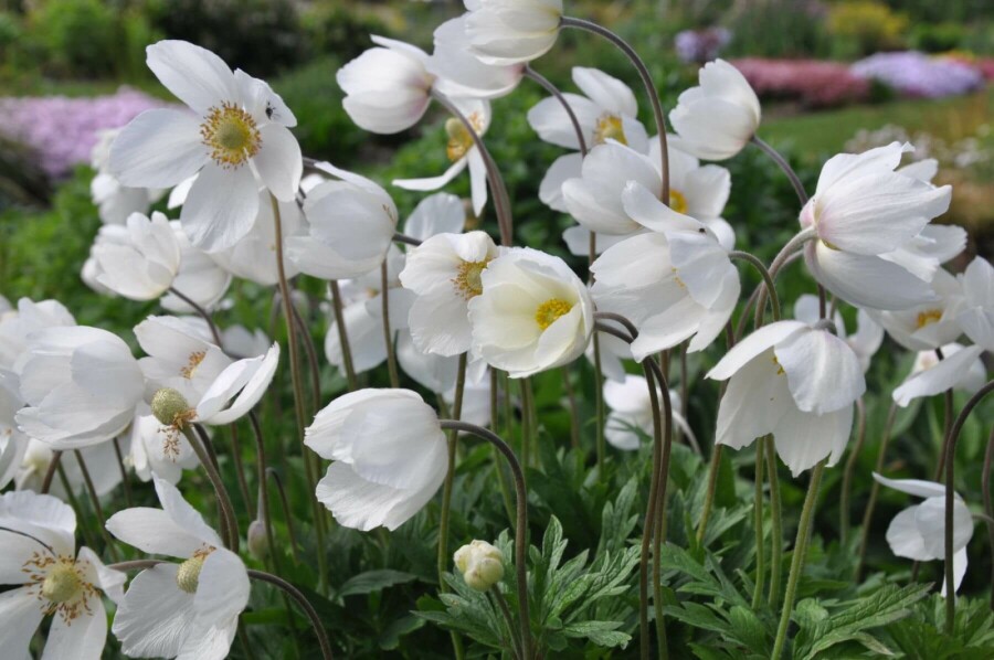 Anémone sylvestre Anemone sylvestris 10-15 Pot 2 l (C2) Anemone sylvestris