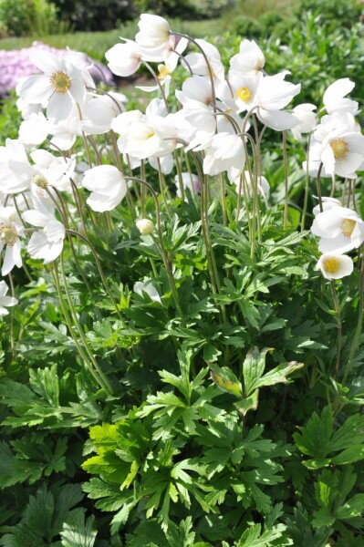Anémone sylvestre Anemone sylvestris 10-15 Pot 2 l (C2) Anemone sylvestris