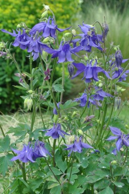 Ancolie des Alpes Aquilegia alpina 5-10 Pot 9x9 cm (P9) Aquilegia alpina