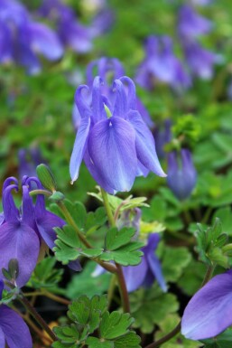 Ancolie naine Aquilegia flabellata 'Ministar' 5-10 Pot 9x9 cm (P9) Aquilegia flabellata 'Ministar'