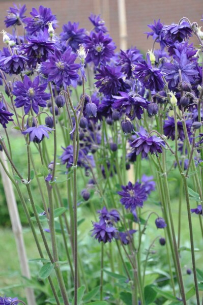 Ancolie commune Aquilegia vulgaris 'Black Barlow' 5-10 Pot 9x9 cm (P9) Aquilegia vulgaris 'Black Barlow'