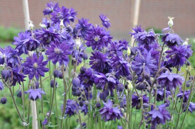 Ancolie commune Aquilegia vulgaris 'Black Barlow' 5-10 Pot 9x9 cm (P9) Aquilegia vulgaris 'Black Barlow'