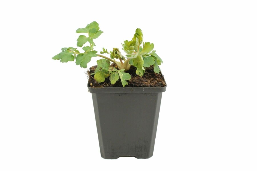 Ancolie commune Aquilegia vulgaris 'Black Barlow' 5-10 Pot 9x9 cm (P9) Aquilegia vulgaris 'Black Barlow'
